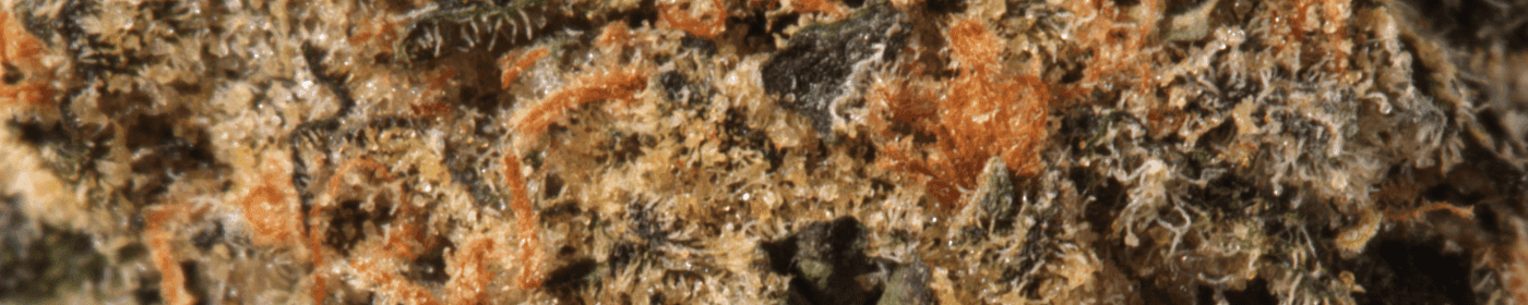 Ice Cream Cake Ghost Drops Nahaufnahme