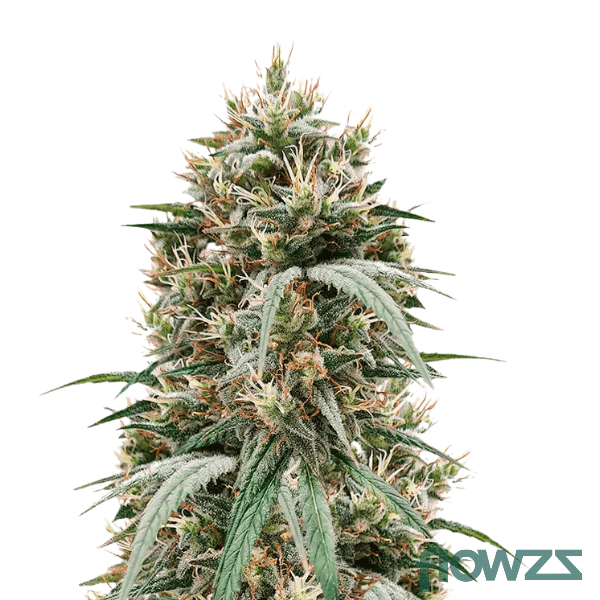 pink-platinum-banana