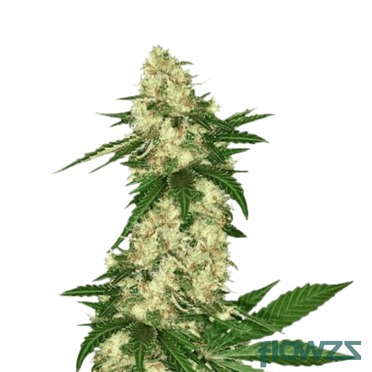 stardawg
