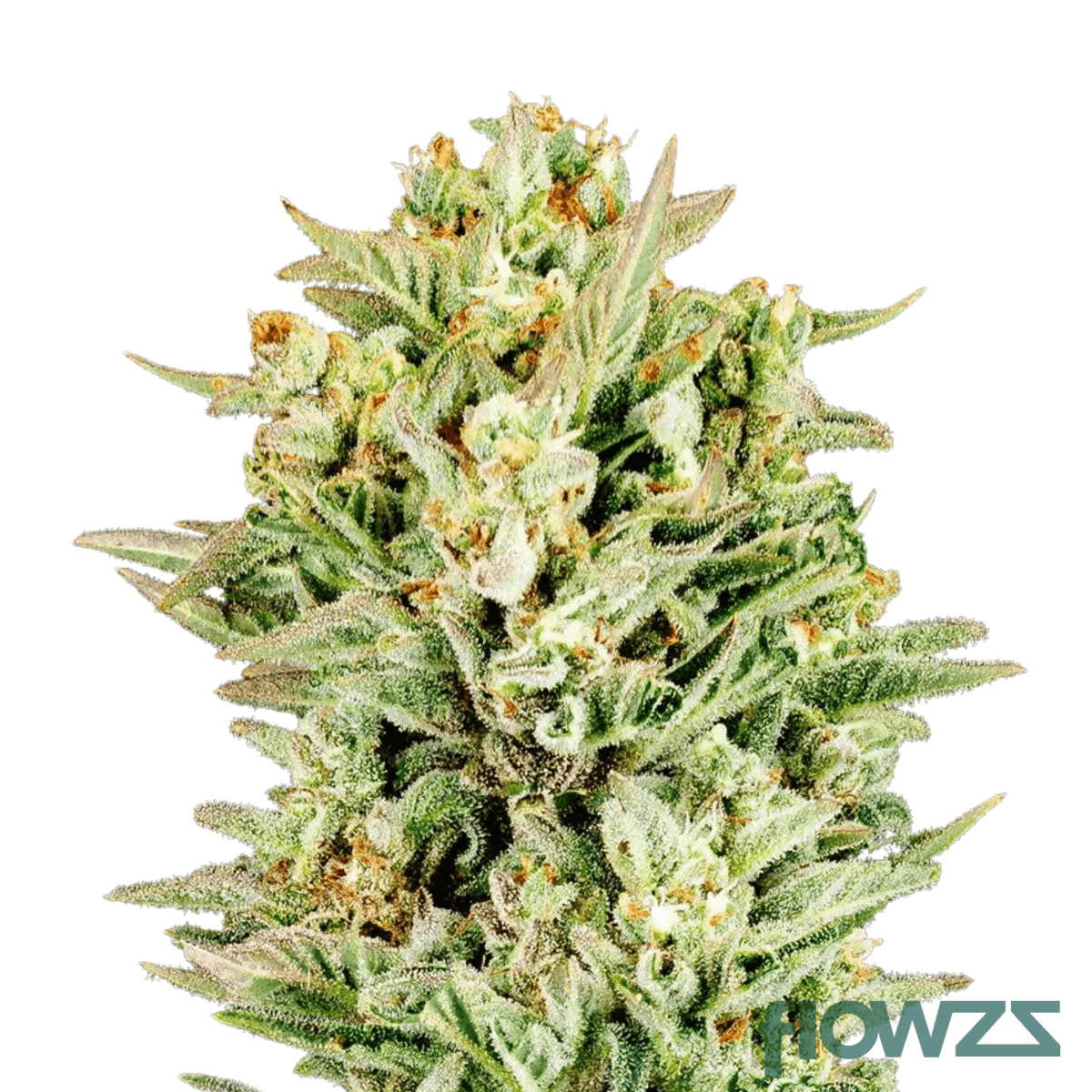 durban-nectar