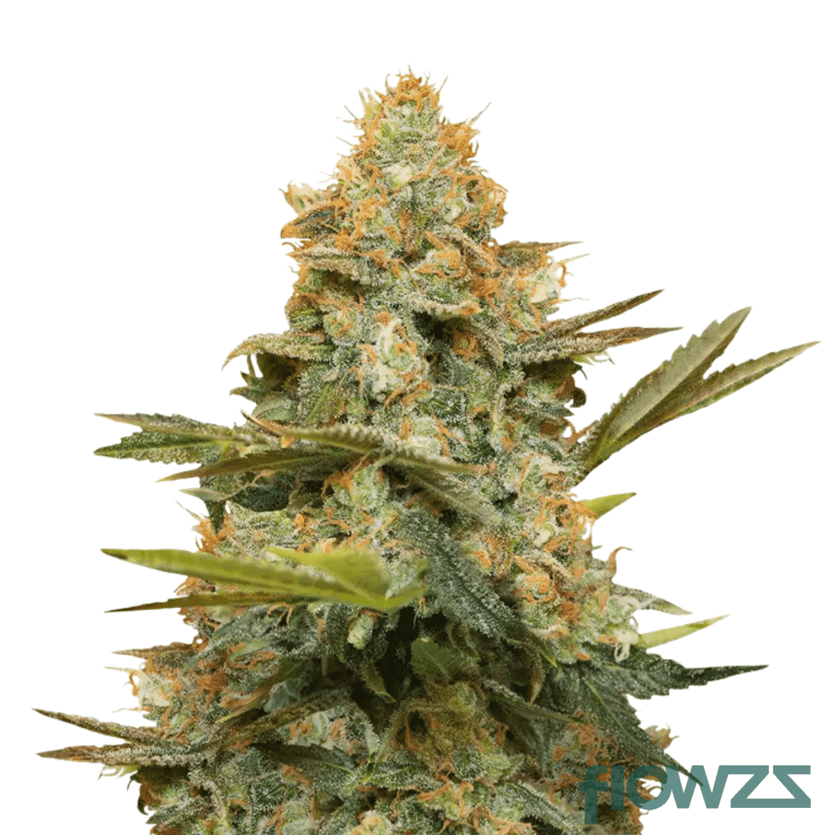 lost-angel-afghan