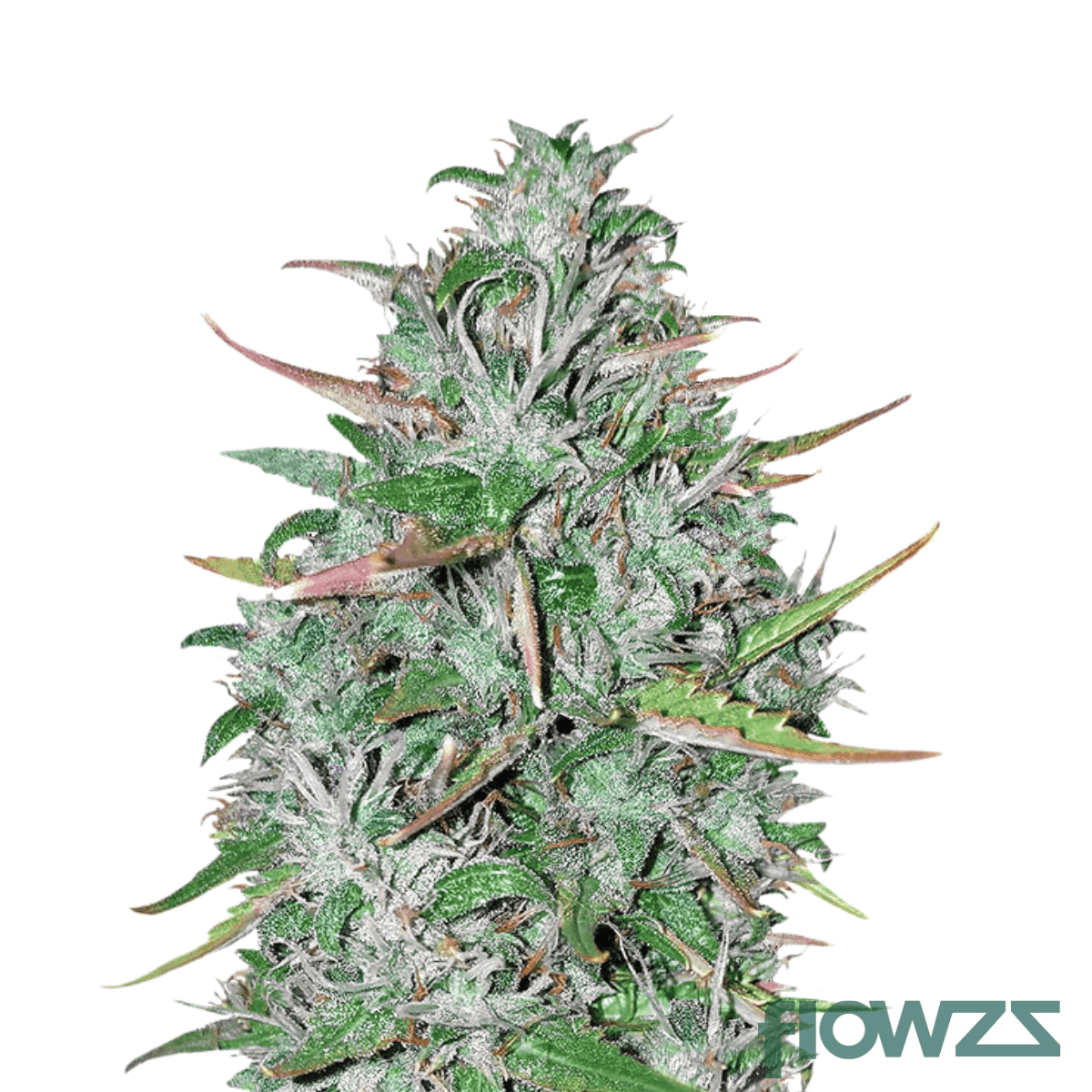 critical-47