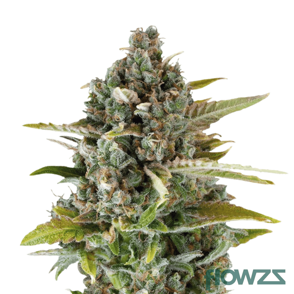 blue-cheese