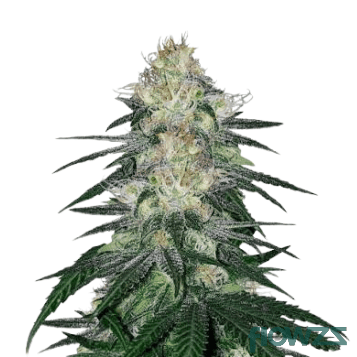 mintz-kush
