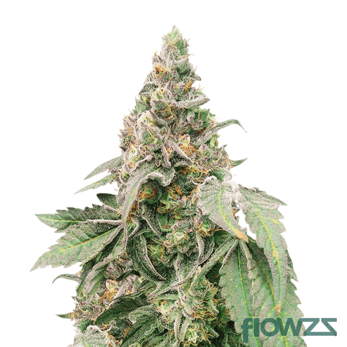 frosted-platin-girl