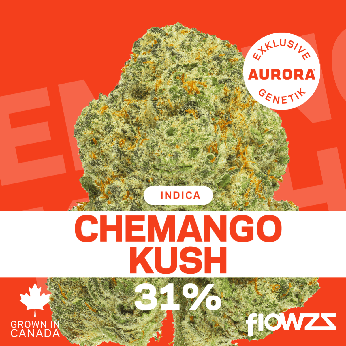 Pedanios 31/1 CMK-CA Chemango Kush