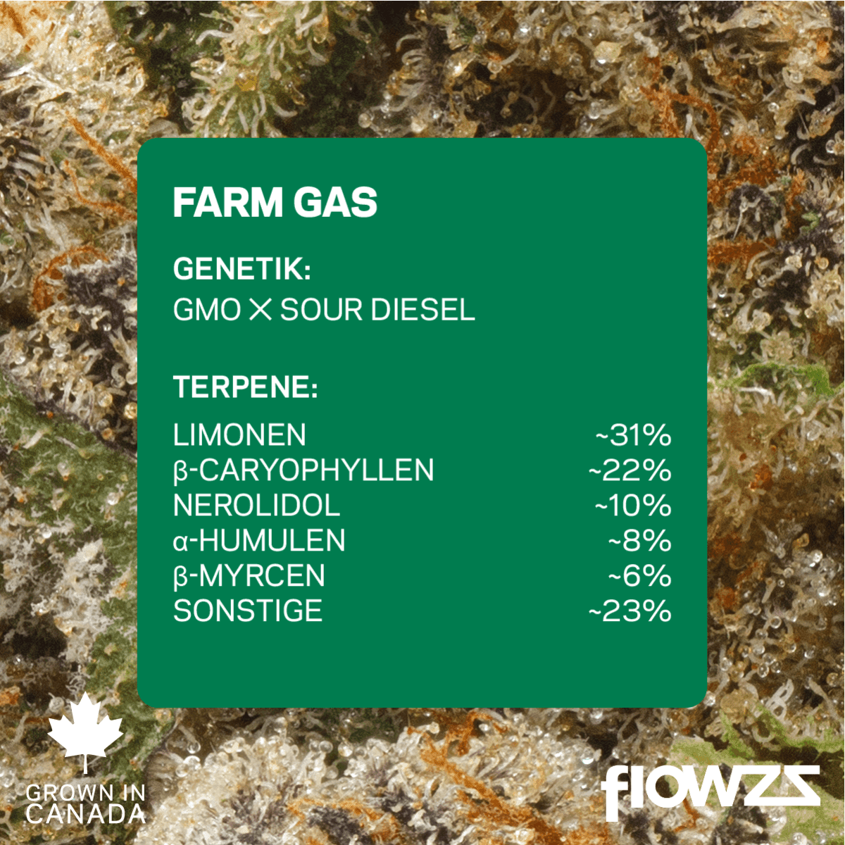 Pedanios 27/1 FRG-CA Farm Gas