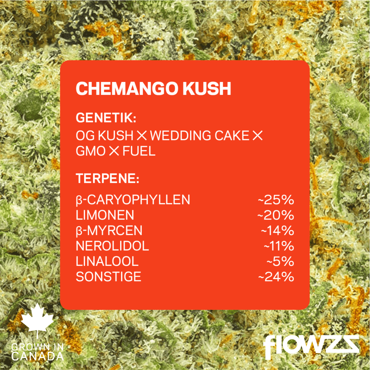 Pedanios 31/1 CMK-CA Chemango Kush