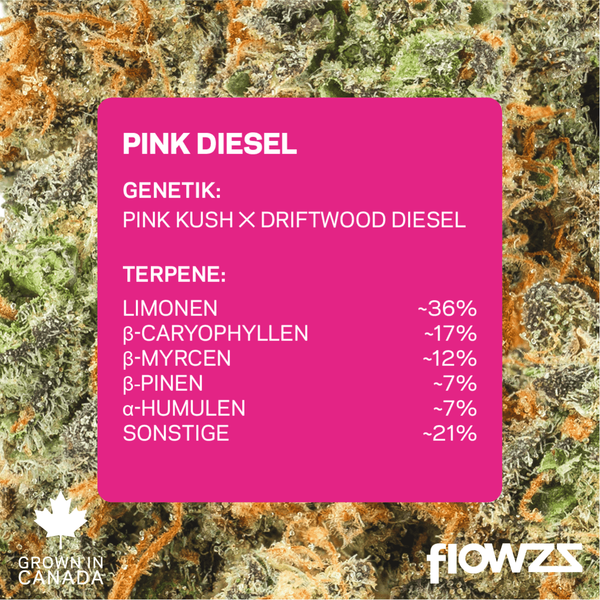 Pink Diesel Aurora