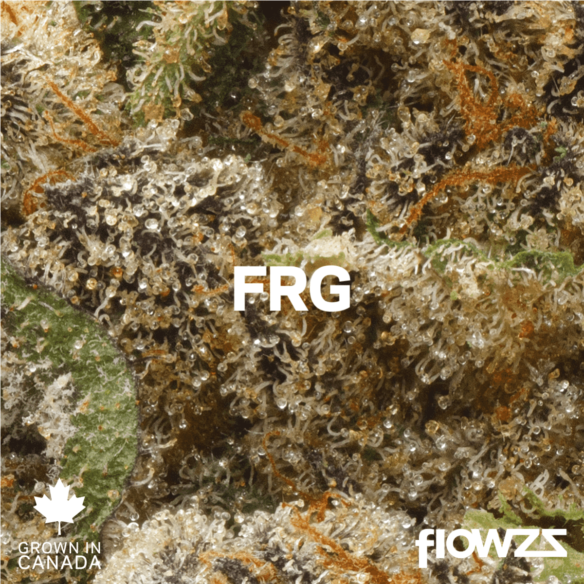 Pedanios 27/1 FRG-CA Farm Gas