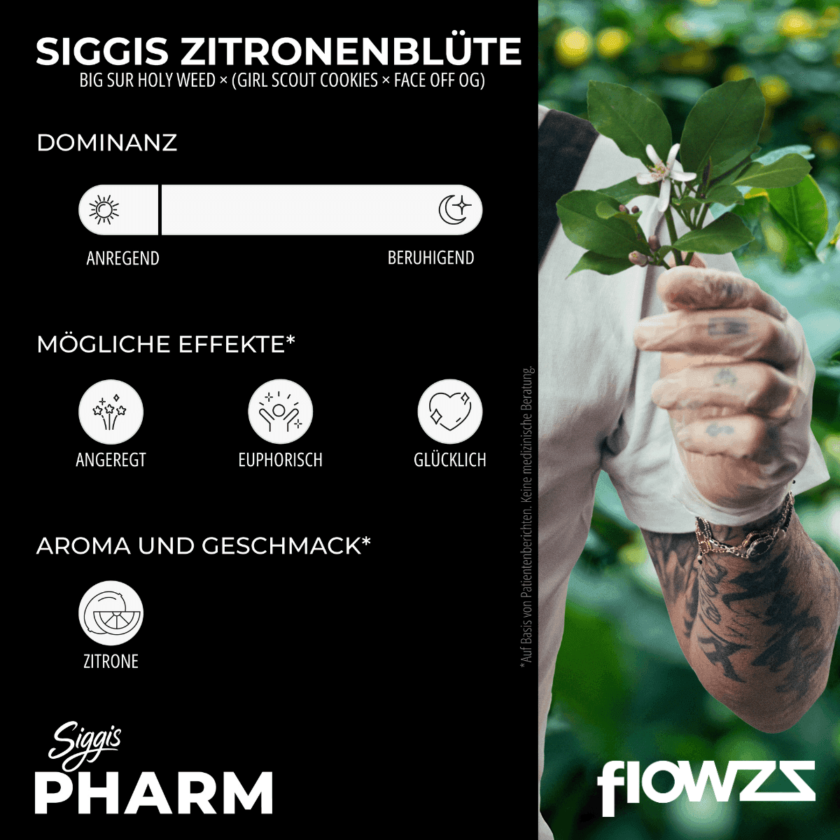 siggis-zbtl-28-01-siggis-zitronenbluete