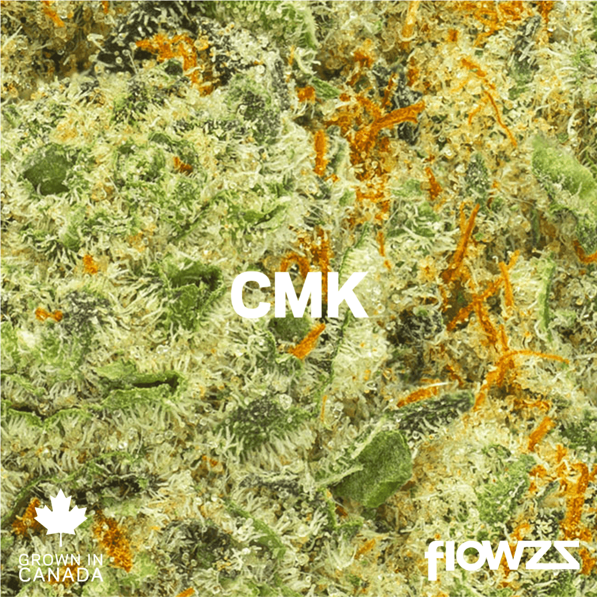 Pedanios 31/1 CMK-CA Chemango Kush