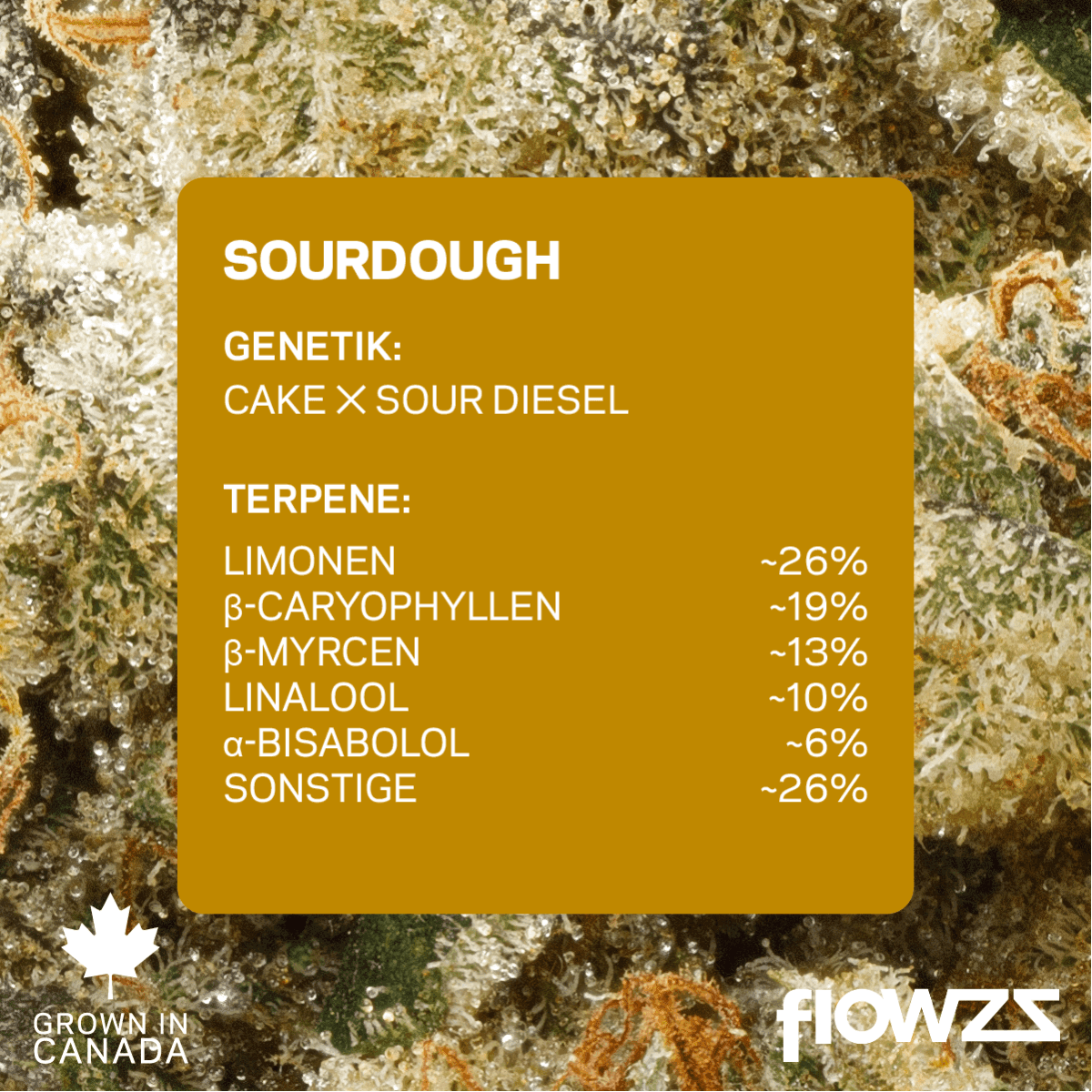 Pedanios 29/1 SRD-CA Sourdough