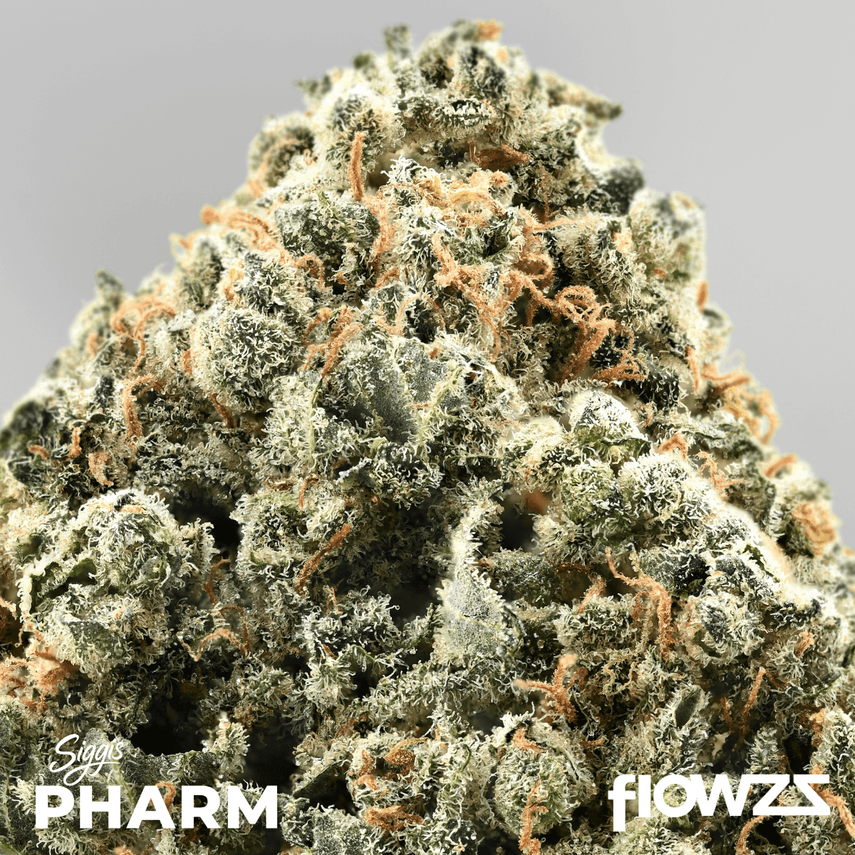 siggis-zbtl-28-01-siggis-zitronenbluete