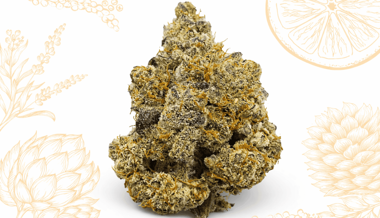 BOTANICS Golden Ace 20/1