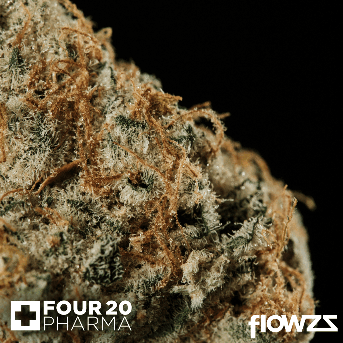 420-evolution-30-1-ca-msp-masterpiece-3