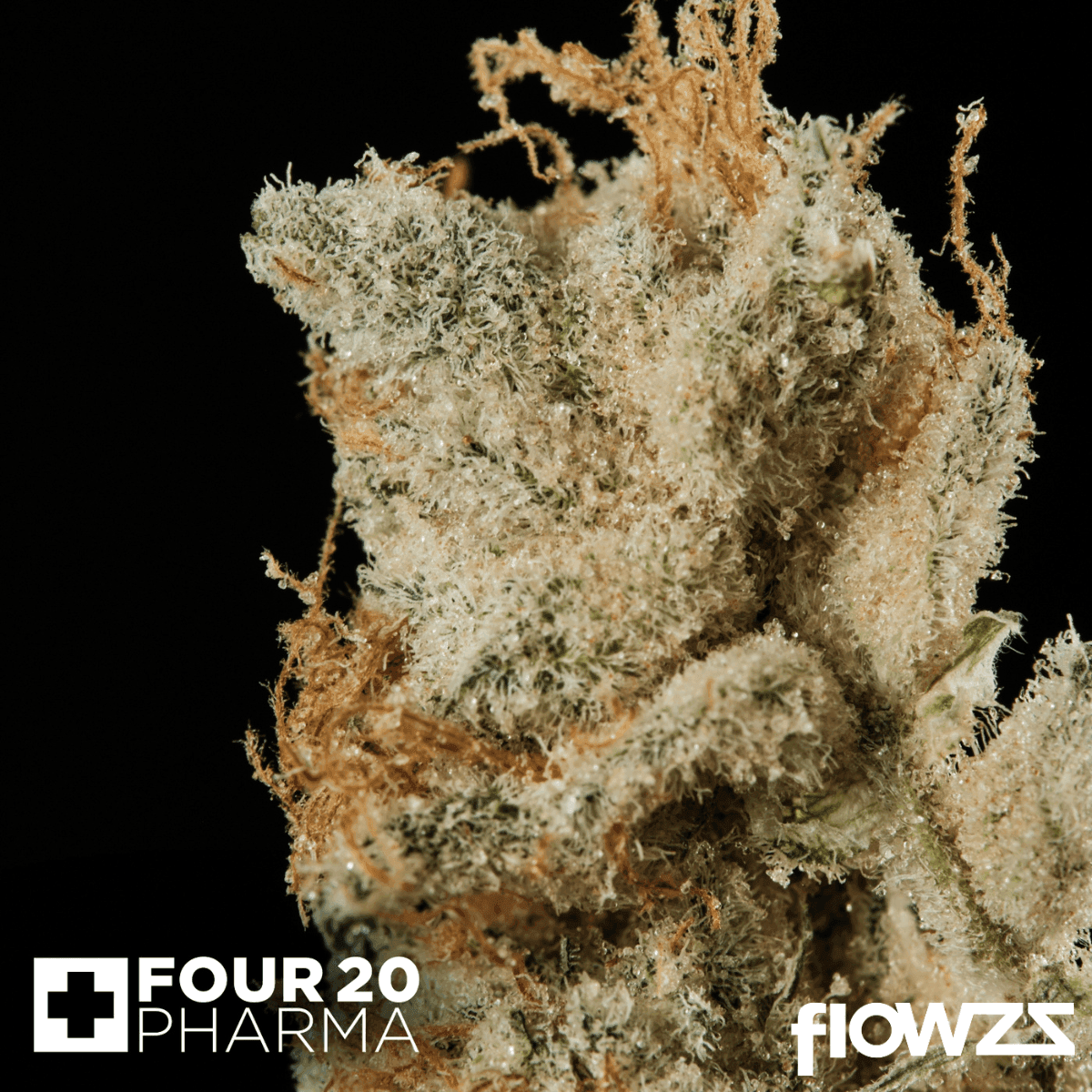 420-evolution-30-1-ca-msp-masterpiece-4