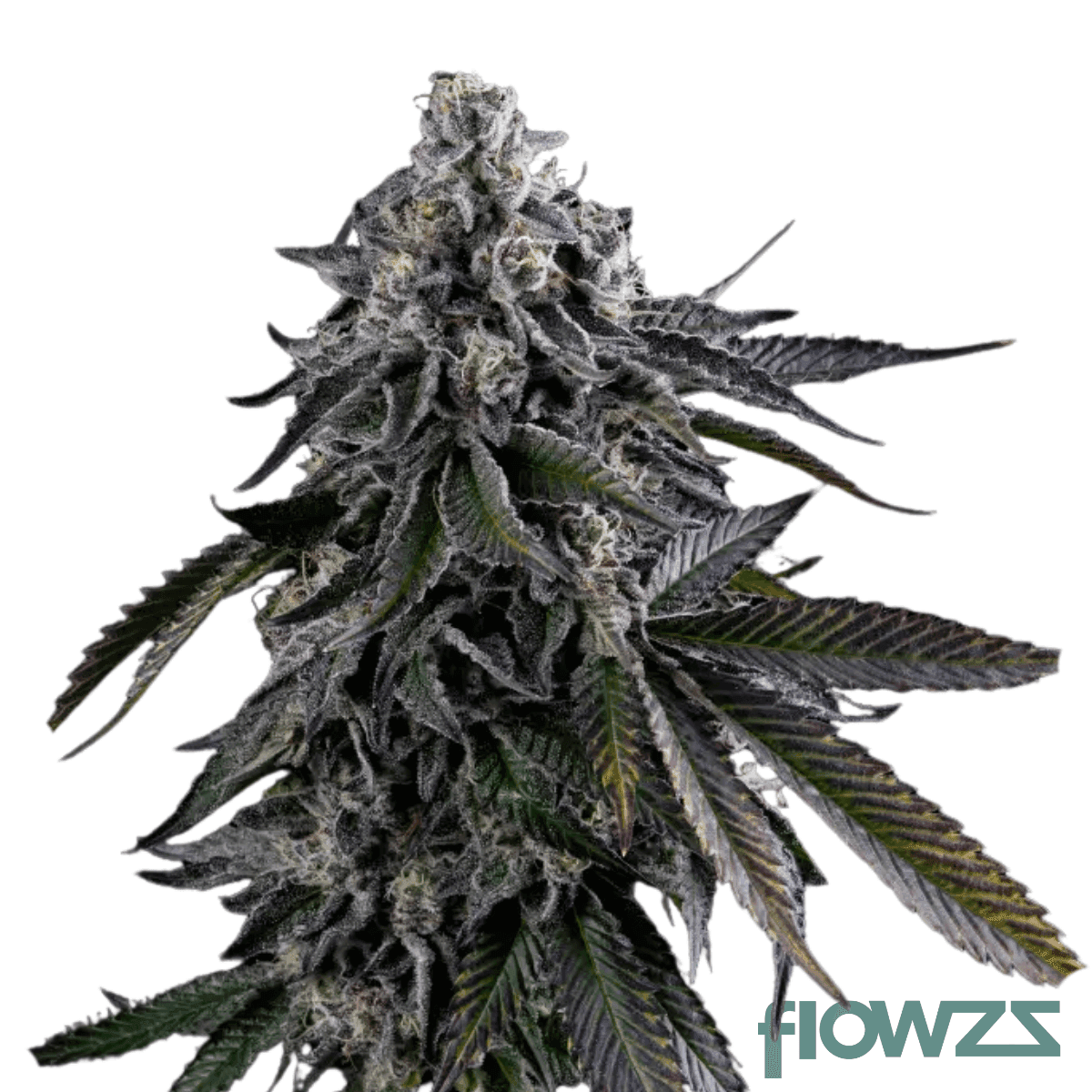 hindu-kush-zkittlez