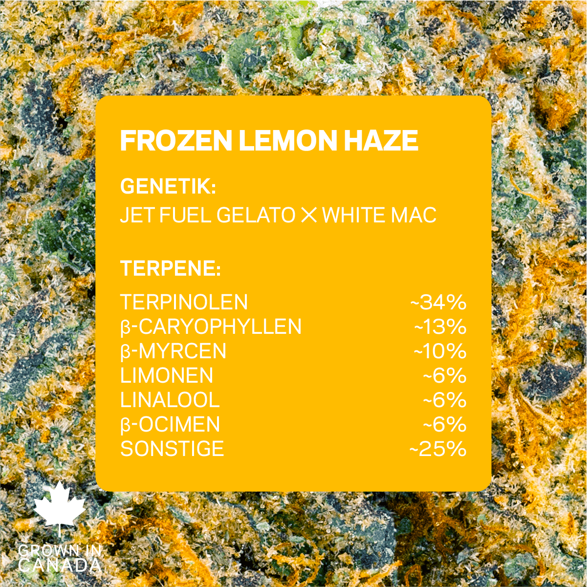 Pedanios 25/1 FLH-CA Frozen Lemon Haze