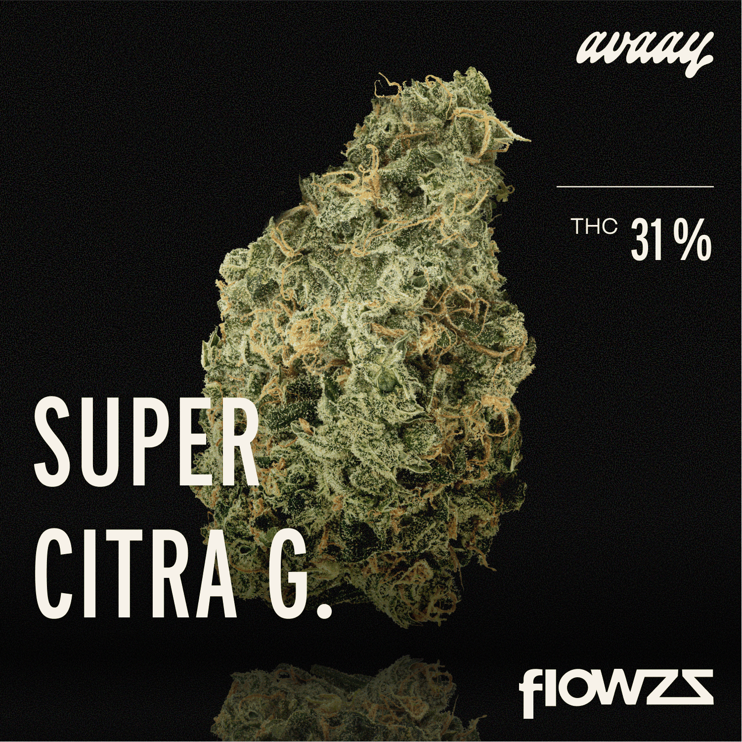 avaay 31/1 SCG Super Citra G