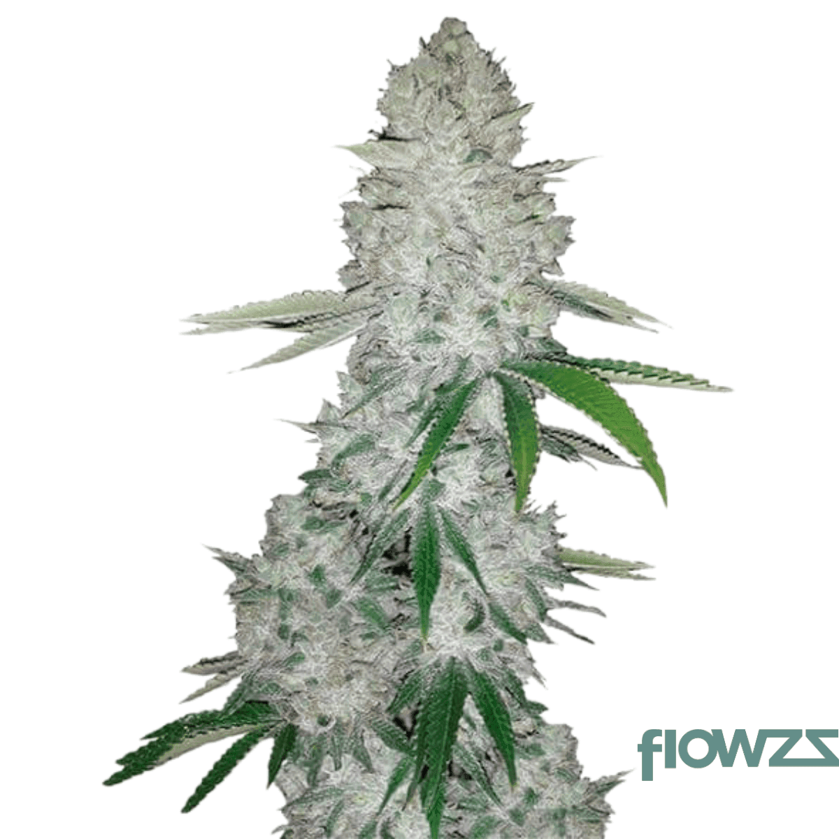 banana-kush