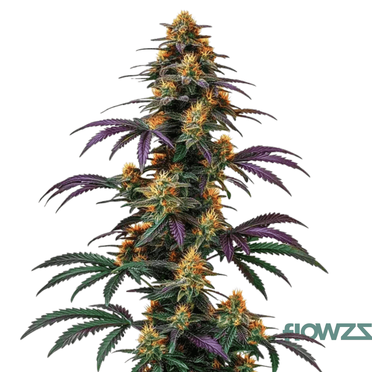 tropical-banana