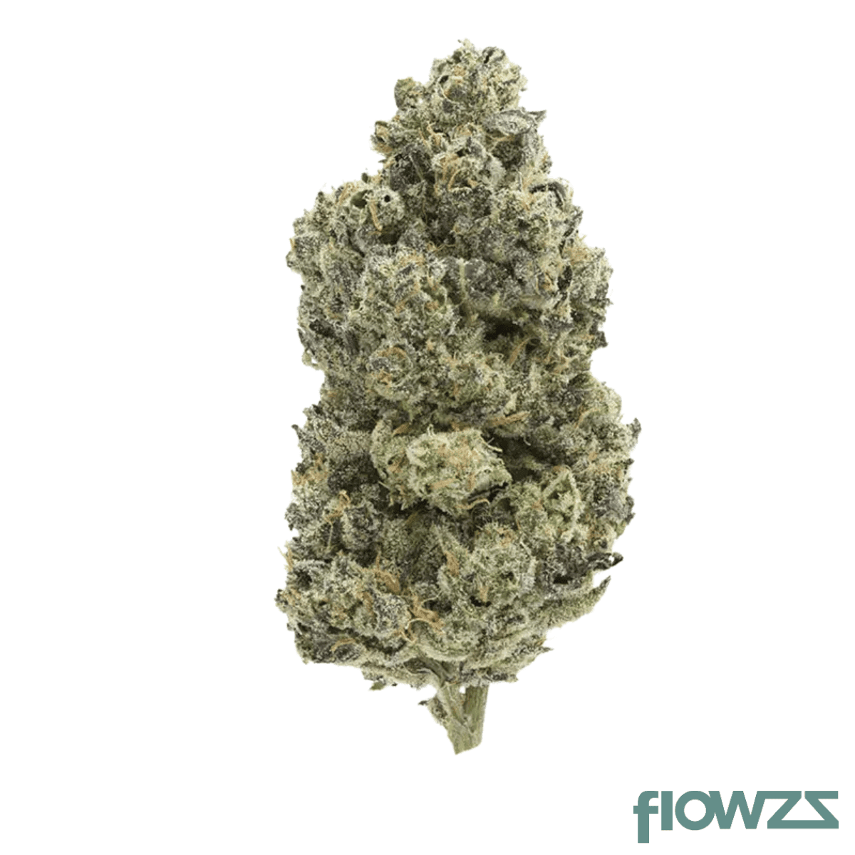 medical-saints-18-1-lec-lemon-eclipse