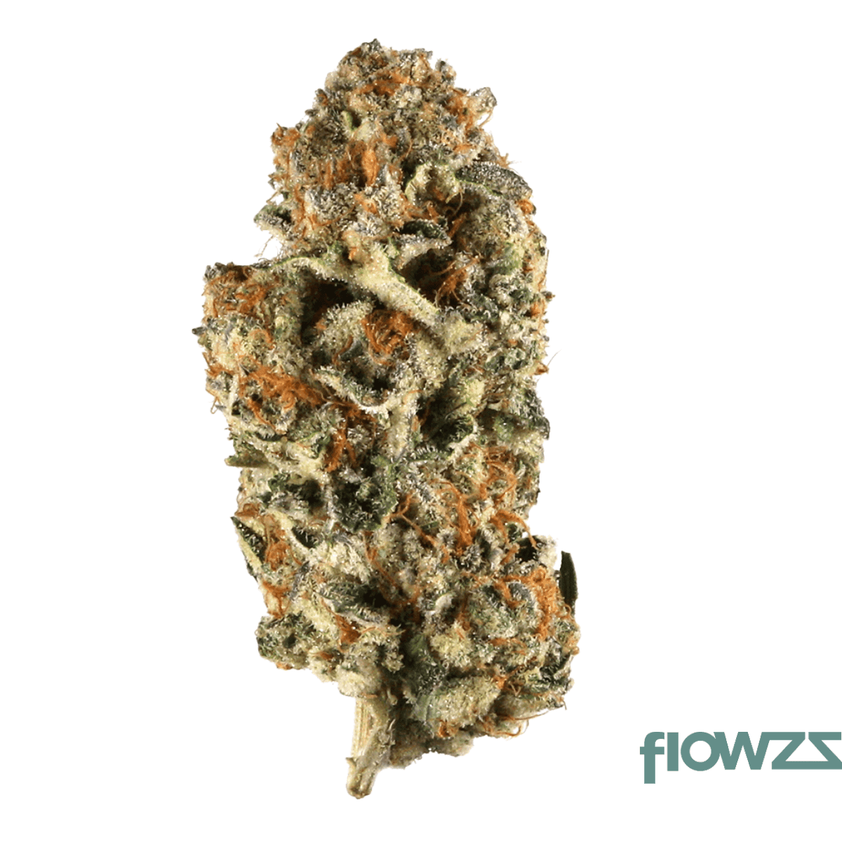 aleph-basic-h1-18-1-mantis