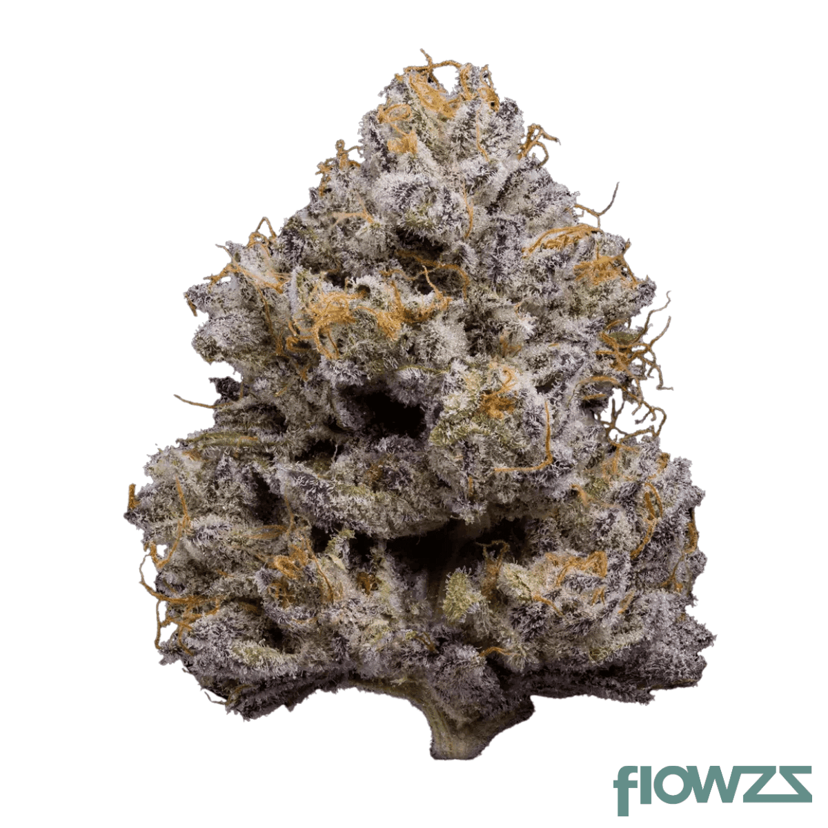 medicus-21-1-eza-zz4-zz4