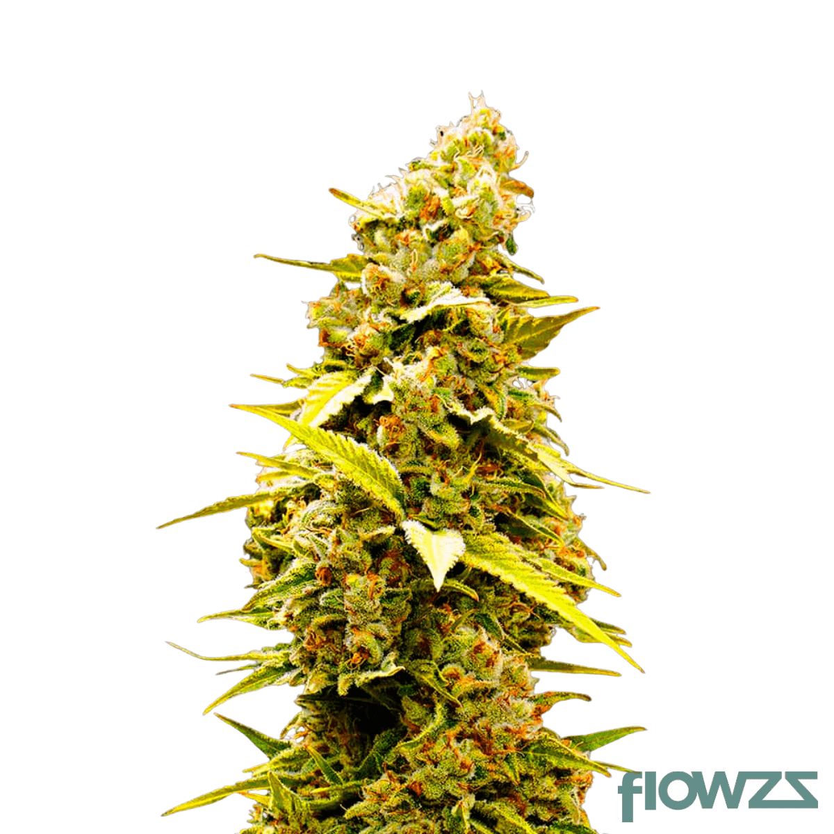 golden-state-kush