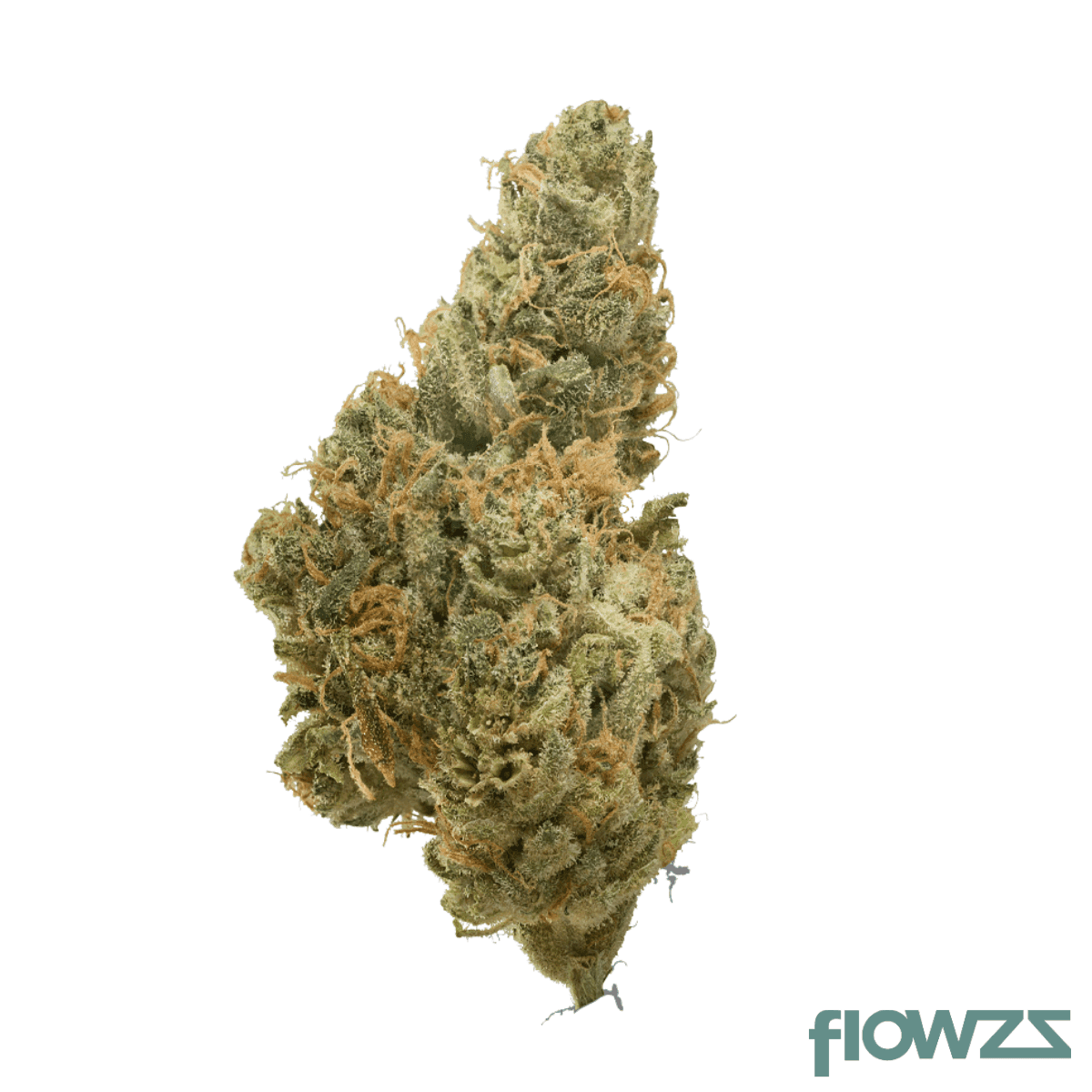 medical-saints-21-1-sdr-solar-drift