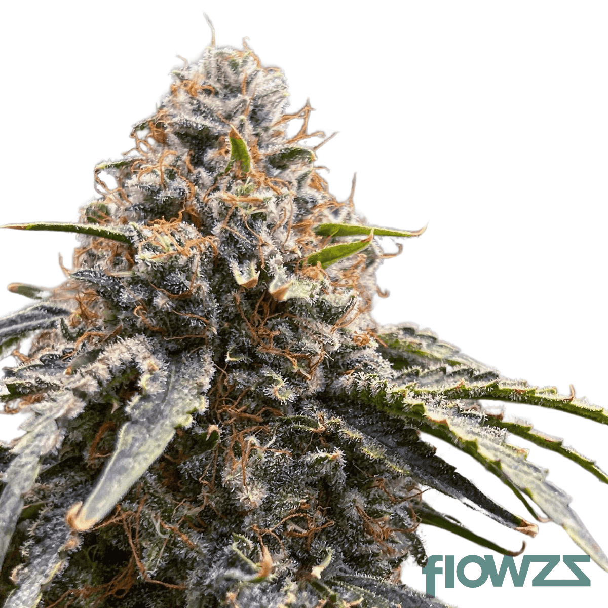 sugar-cake-cannabis-strain