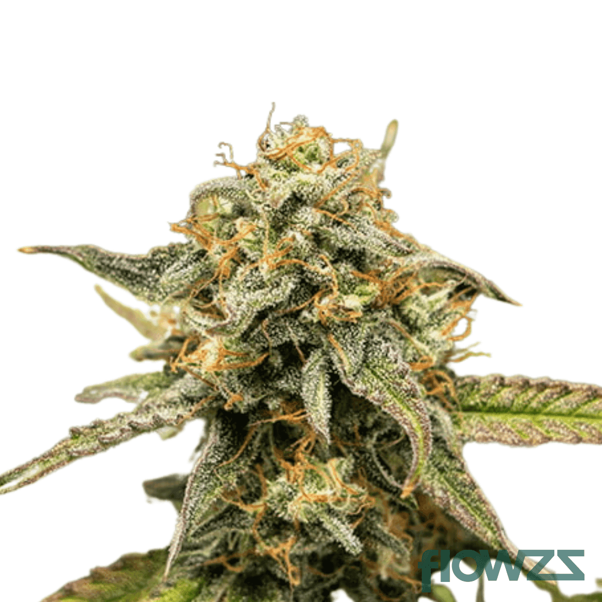 hyperion-cannabis-strain