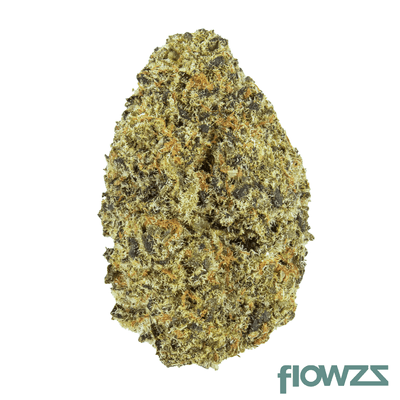 bc-green-17-1-oc-orange-crasher