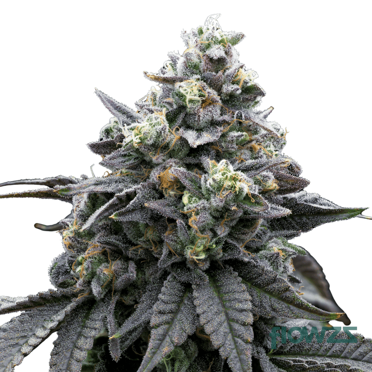 khalifa-mints-cannabis-strain