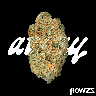 avaay-30-1-mim-midnight-mimosa