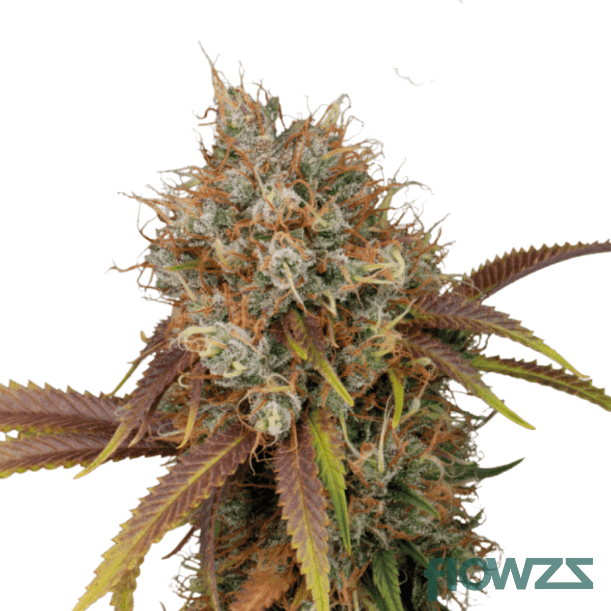 rainbow-amnesia-cannabis-strain