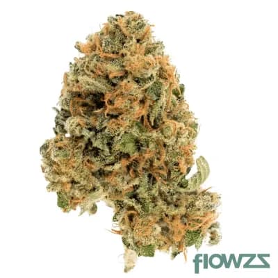 cannamedical-hybridforte-dk-22-1-ghost-train-haze