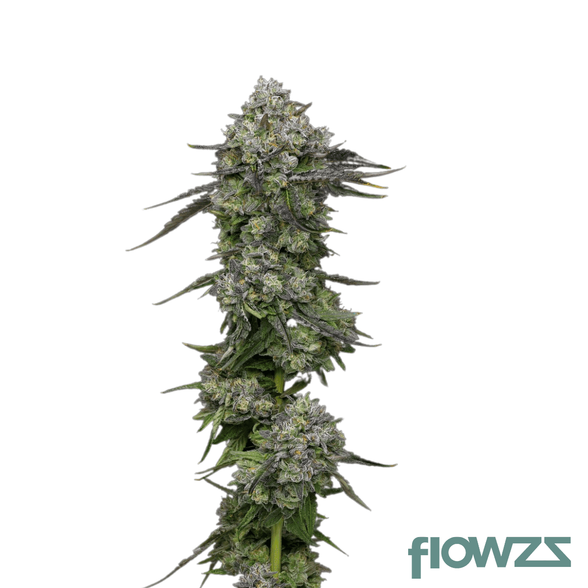 jokerz-53-cannabis-strain