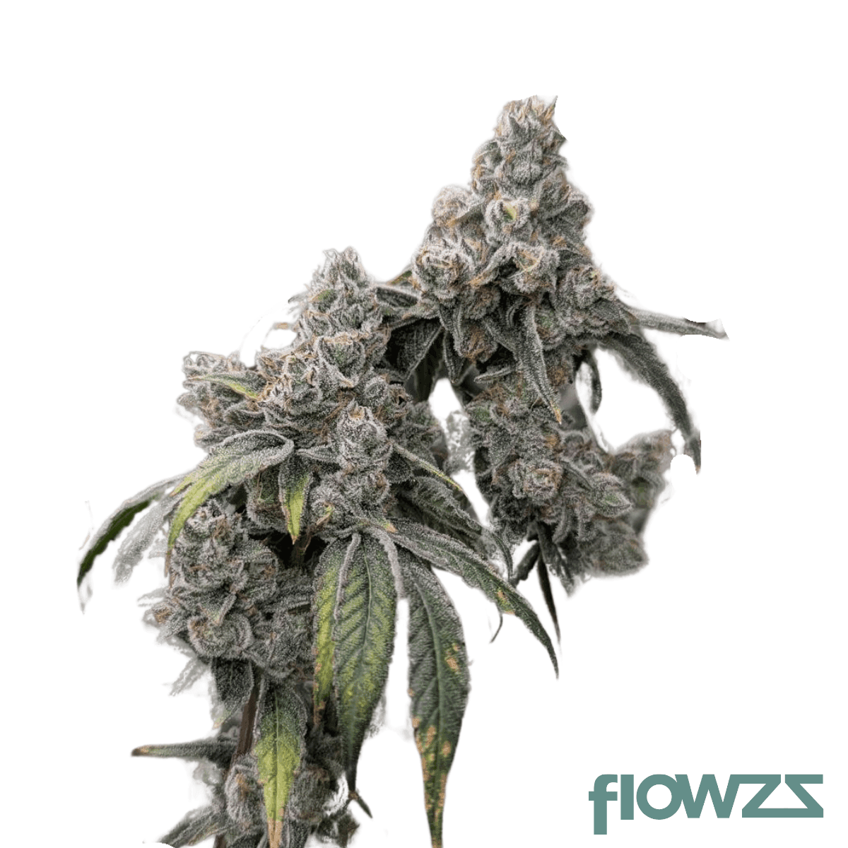 facetz-strain