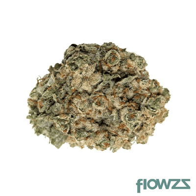 madrecan-21-1-hifi-4g