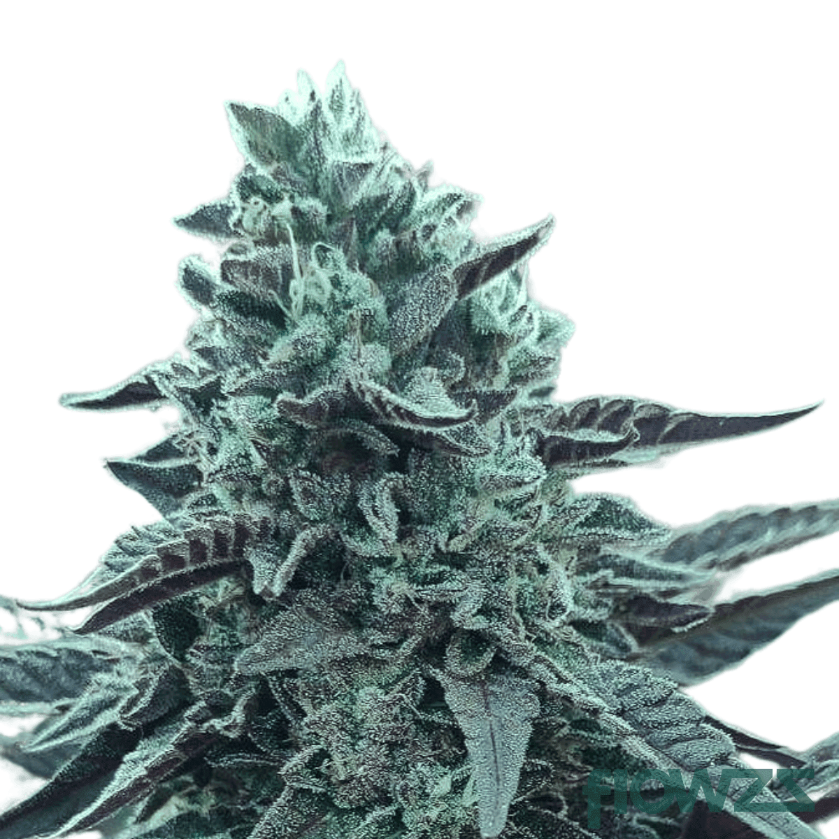 candy-cartel-cannabis