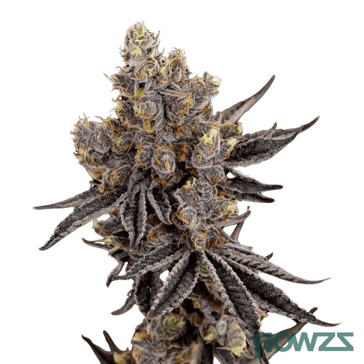 mint-chocolate-chip-cannabis-strain