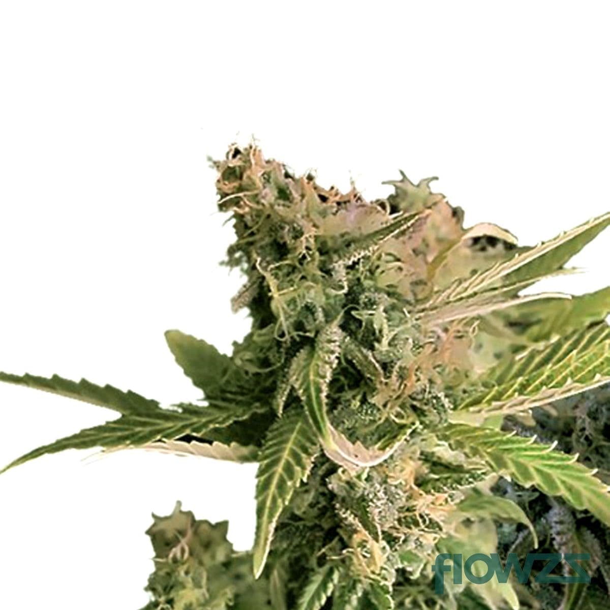 Dark Side of the Moon Cannabis Strain - flowzz.com Preisvergleich