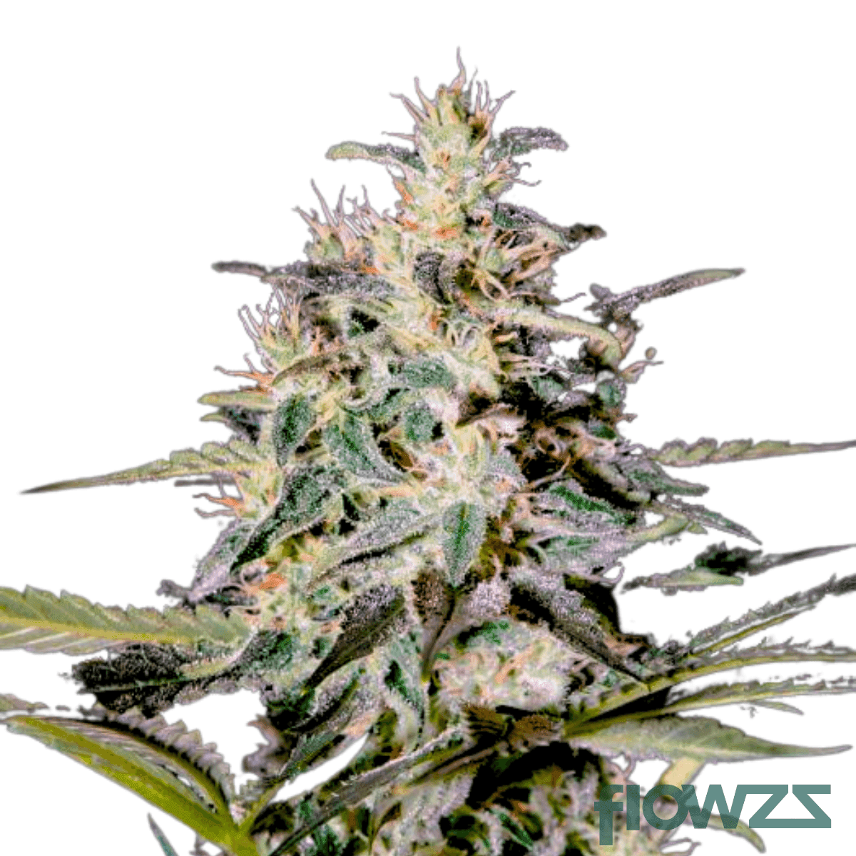 khanya-select-cannabis-strain