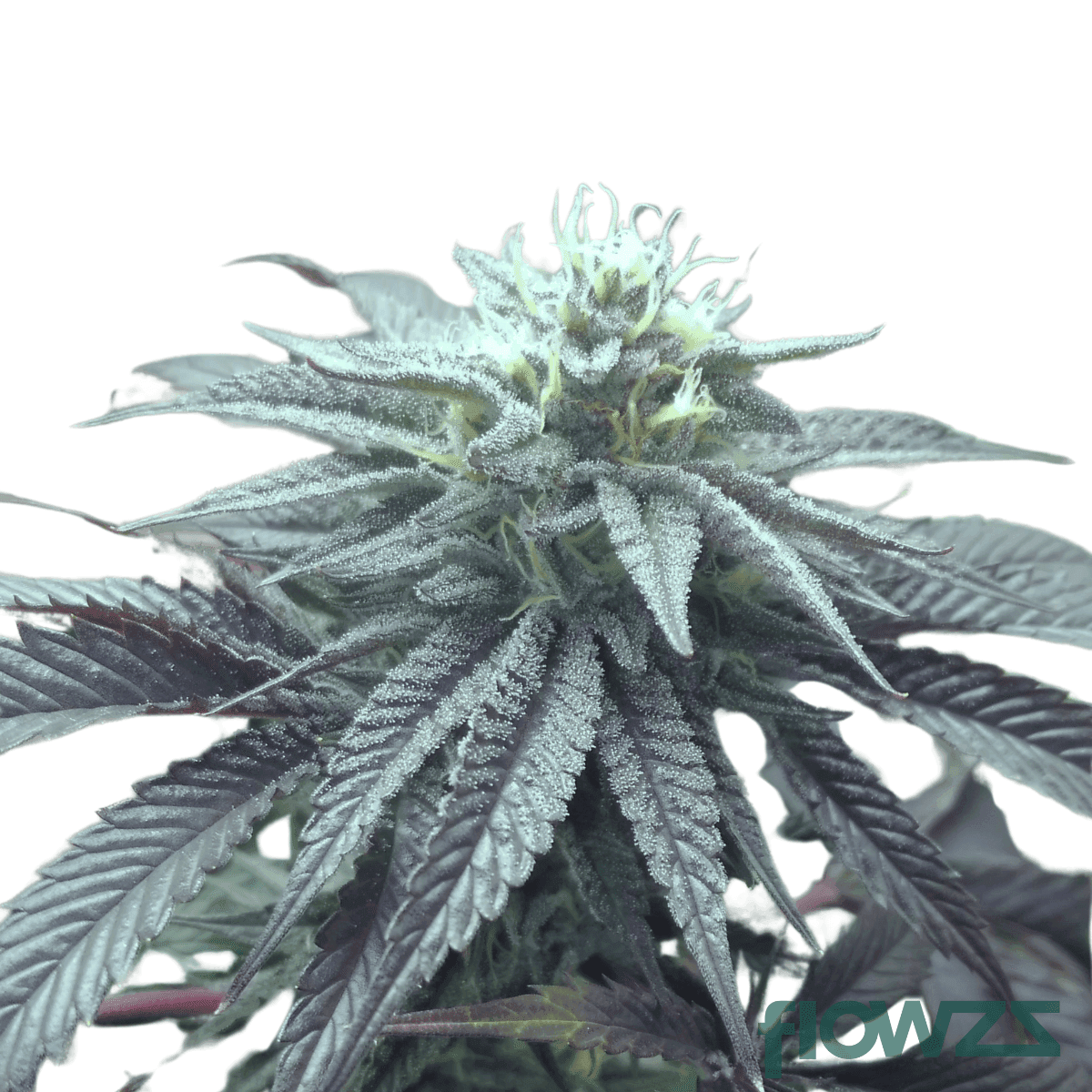 mindnight-runtz-cannabis-strain