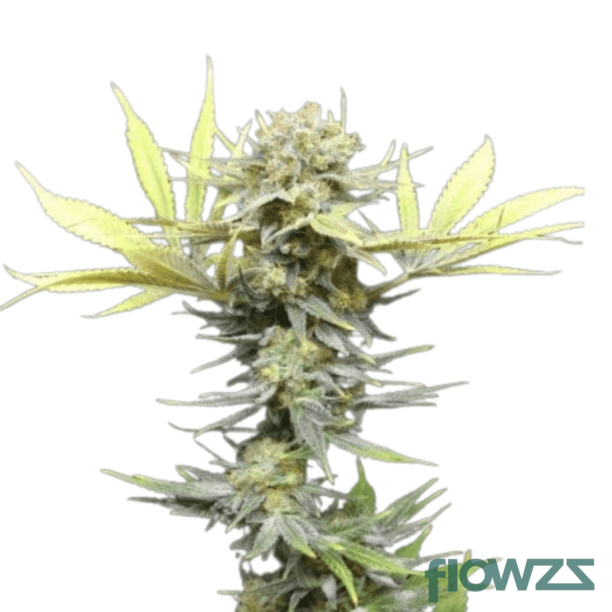 nordle-cannabis-strain