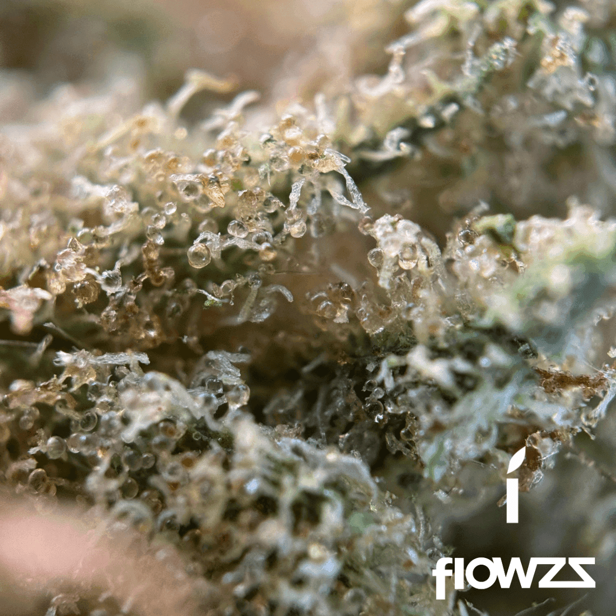 remexian-25-1-bdp-big-purple-dragon