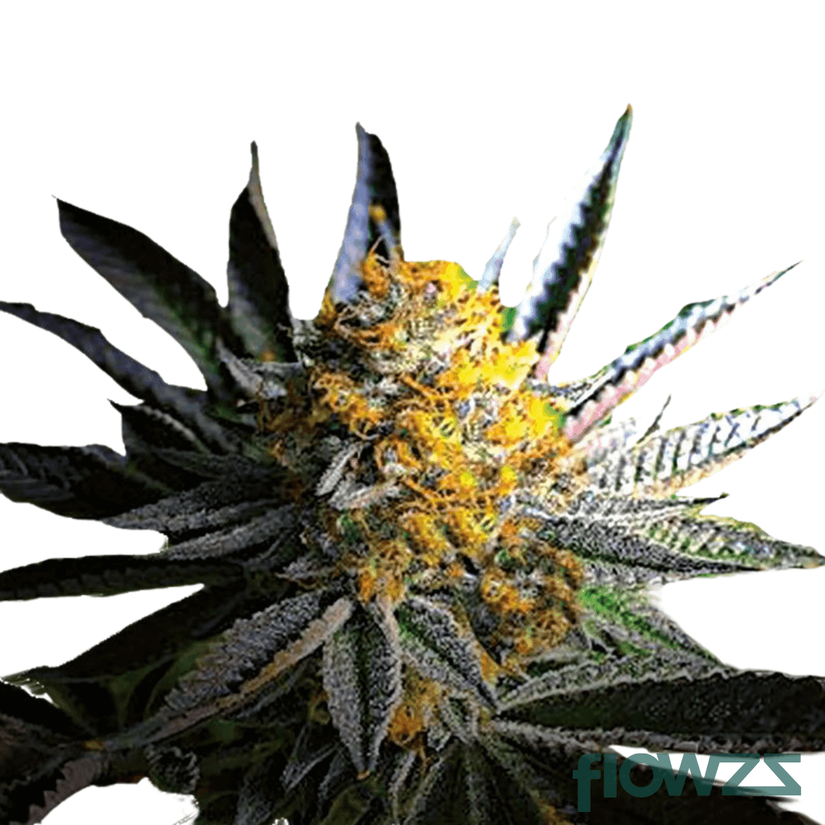 frosted-gelato-cannabis-strain