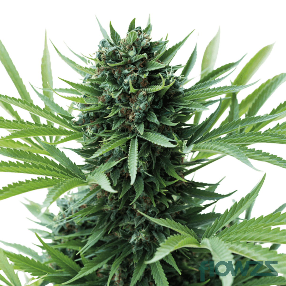 scour-chocolate-diesel